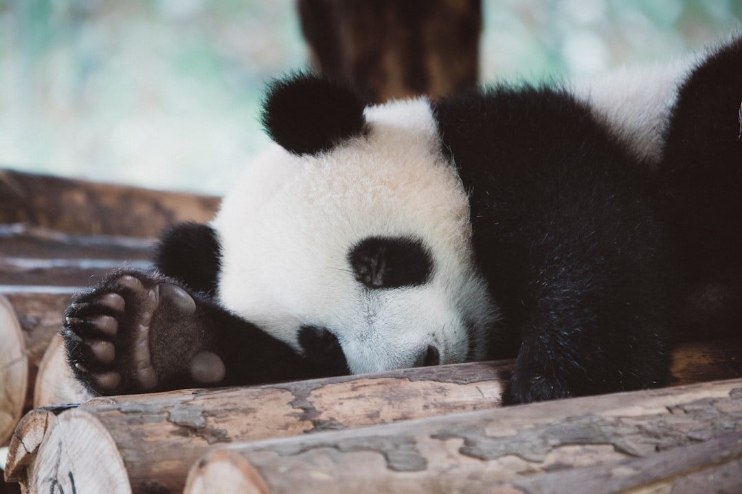 Pandas: Hướng dẫn toàn diện 20-03-2025