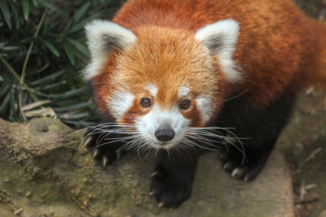 Pandas: Hướng dẫn toàn diện 06-04-2025