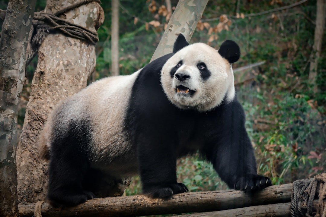 Pandas: Hướng dẫn toàn diện 10-04-2025